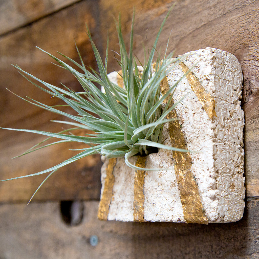 Air Plant Sconces are a beautiful modern way to display all varieties of Tillandsias. This square has a hand painted gold leaf starburst design on a white ground, it fits in the palm of your hand and has the feel and texture of stone but is lightweight. Air plant is Included.