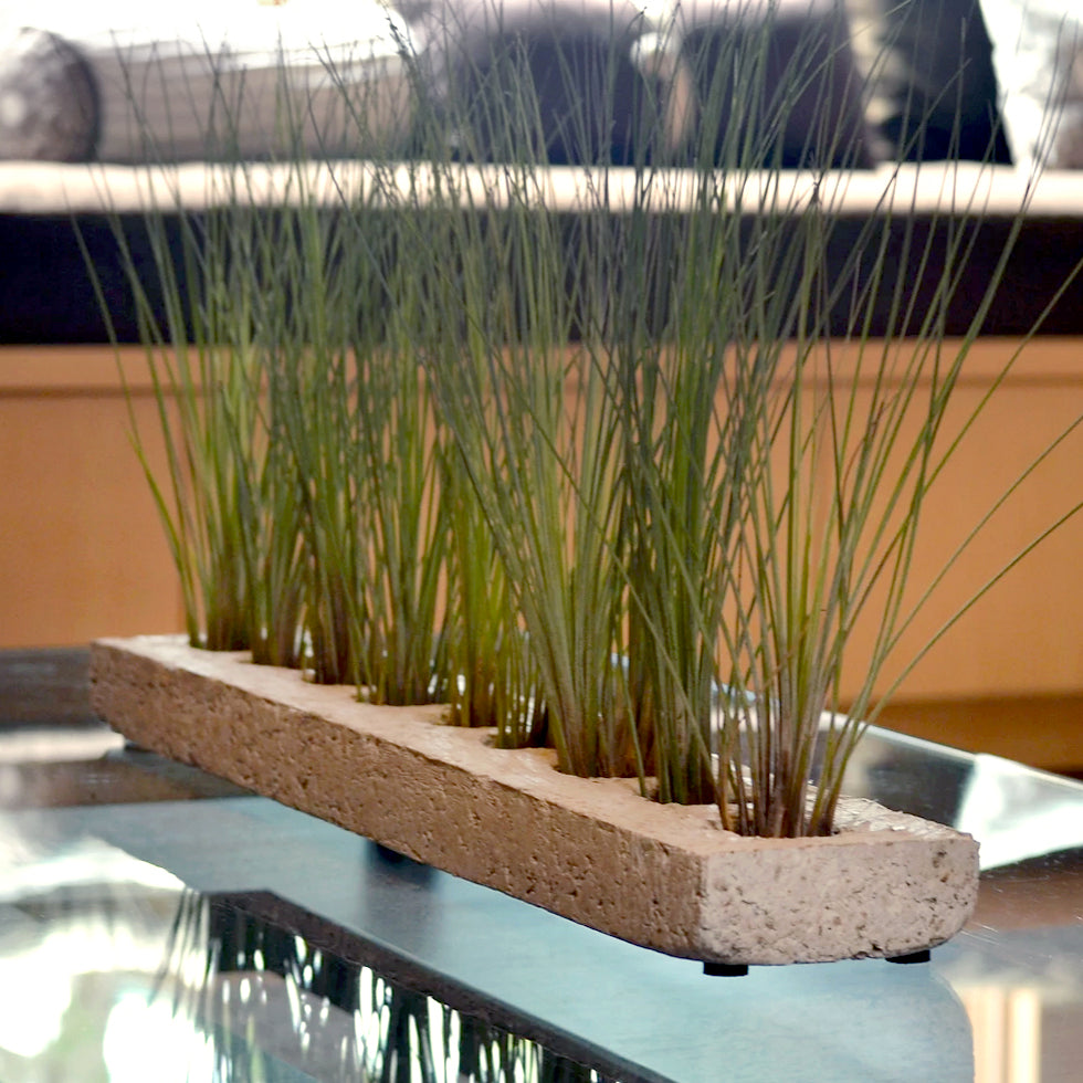 indoor reed plant Lightweight Air Plant Mancala