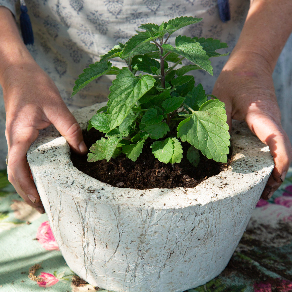 can you plant catnip in a pot Organic Catnip Herb Garden Planter