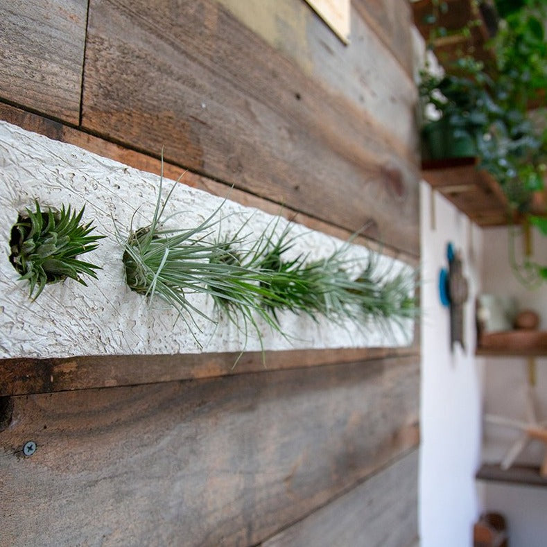 air plant wall sconce Lightweight Air Plant Mancala