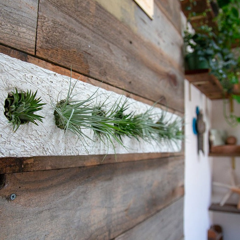 Air plant sconces are a beautiful modern way to display all varieties of air plants. This mancala is an elegant bone color, fits in the palm of both hands and has the feel and texture of stone but is ultra lightweight. Perfect for creating a vertical dry garden, hang or place on any surface indoors or out. Air plants Included. Send living arrangements instead of cut flowers.