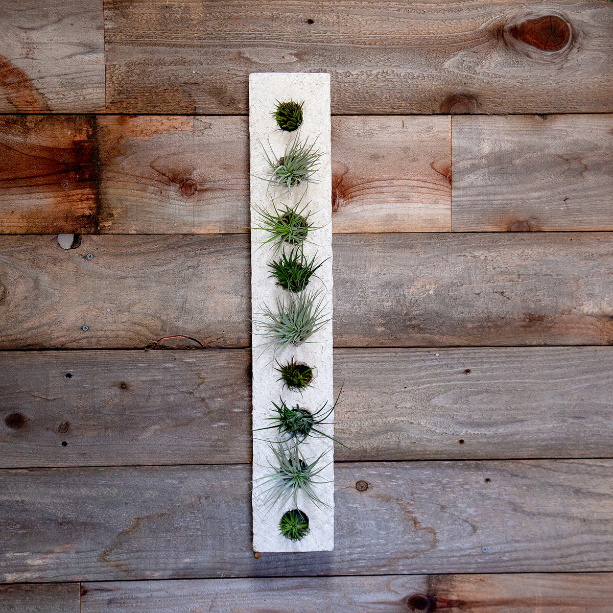 Air plant sconces are a beautiful modern way to display all varieties of air plants. This mancala is an elegant bone color, fits in the palm of both hands and has the feel and texture of stone but is ultra lightweight. Perfect for creating a vertical dry garden, hang or place on any surface indoors or out. Air plants Included. Send living arrangements instead of cut flowers.