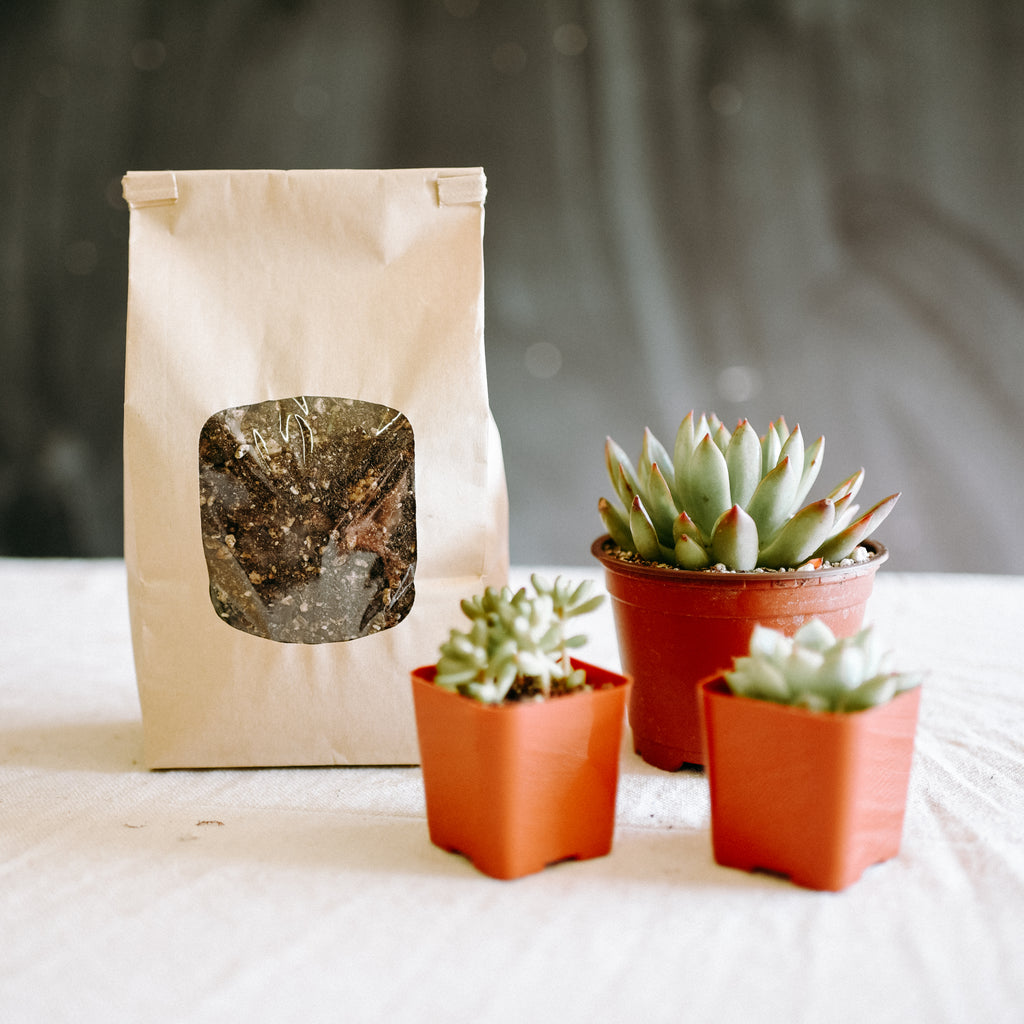 DIY Succulent Starter Kit: Plants + Soil. Have a planter but no plants? This is your kit.  Kit Includes: Soil for one pot - (1) 4" Succulent - (2) 2" Succulents. Please note that due to the seasonal nature of plants, you may not receive the exact plants seen on our website! Thank you for understanding. *Please note Pozzola planters are sold separately*