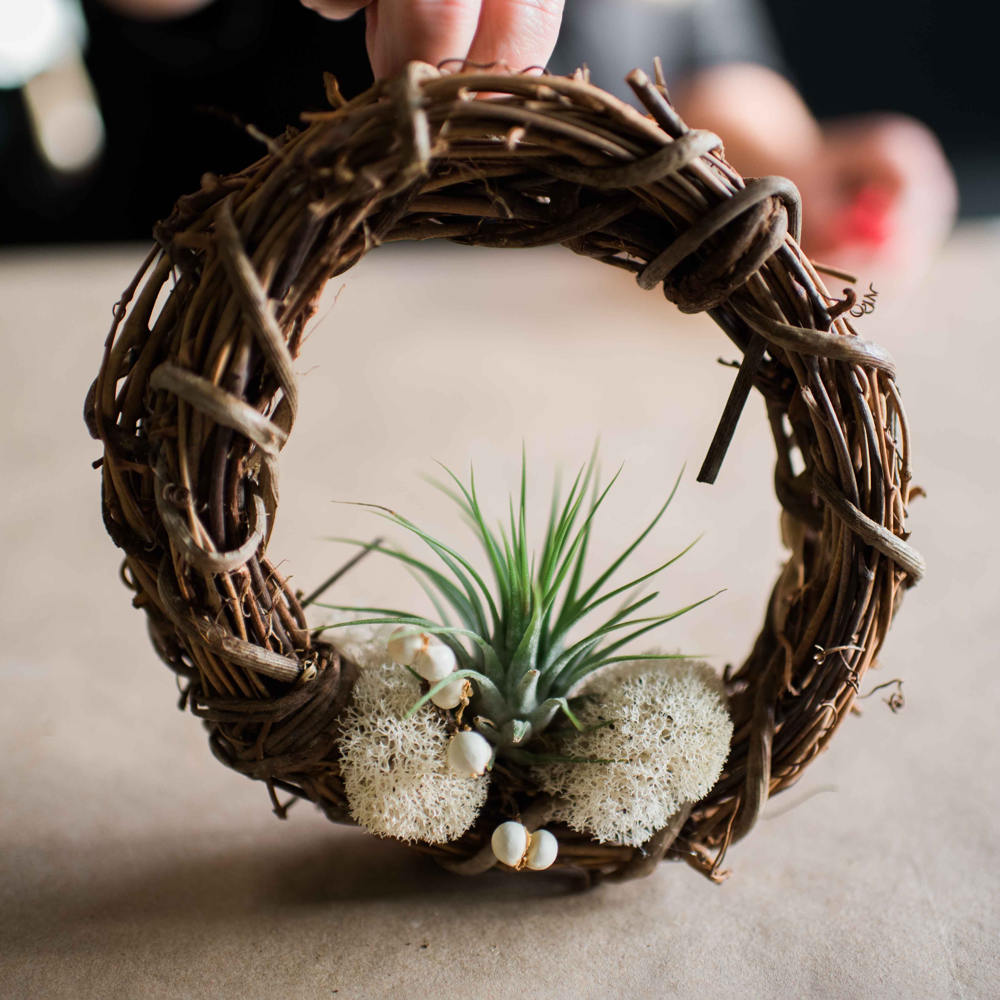 Create your very own Living Wreath with Air Plants and a pre-made 6” grapevine wreath body. These arrangements are a modern approach to the traditional wreath. With Air plants, they become more easily adaptable to the indoors year-round. Made from grapevine trimmings from the California wine country, moss, dried flowers and drought tolerant air plants.