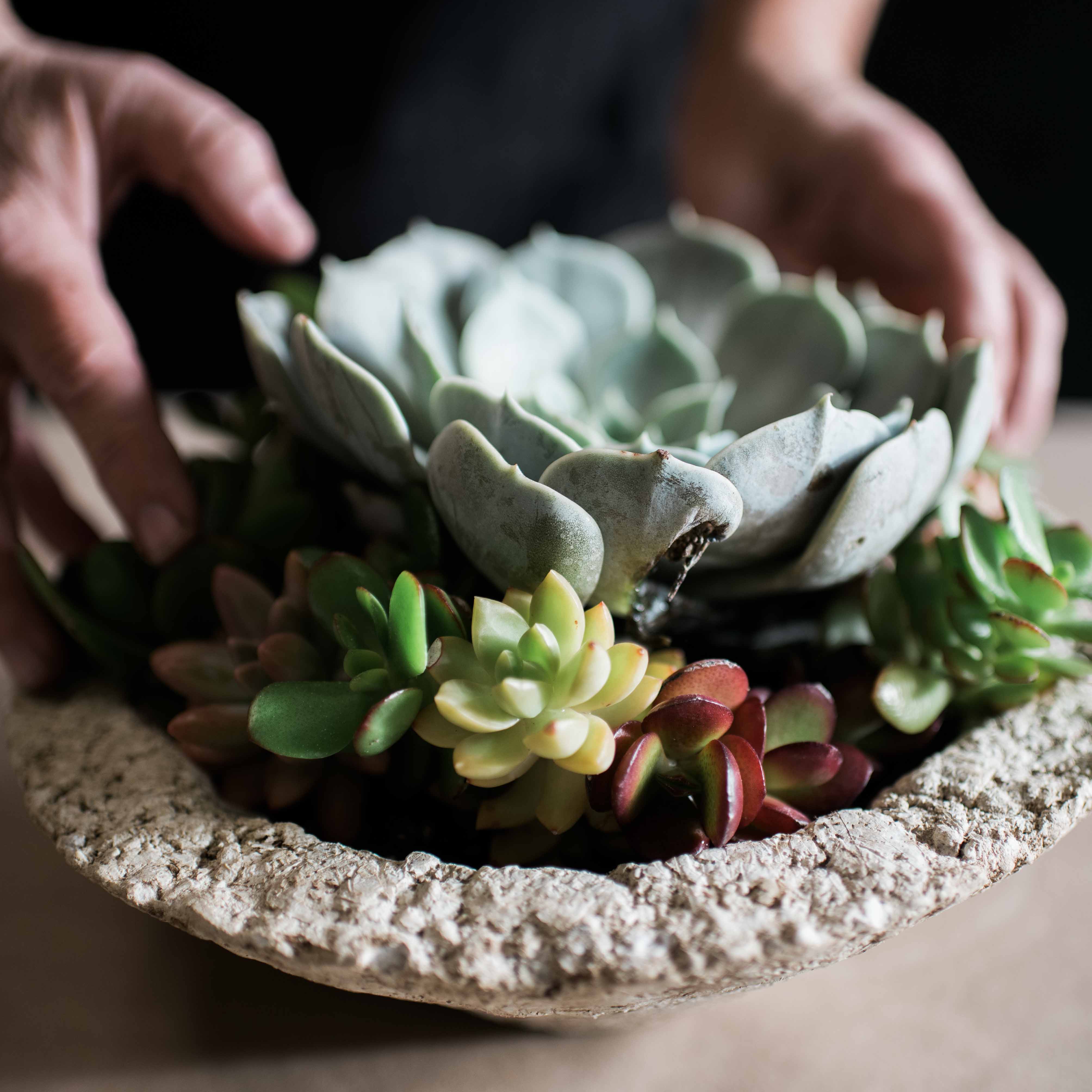 Mini Cacti & Succulent DIY Sculpting Kit