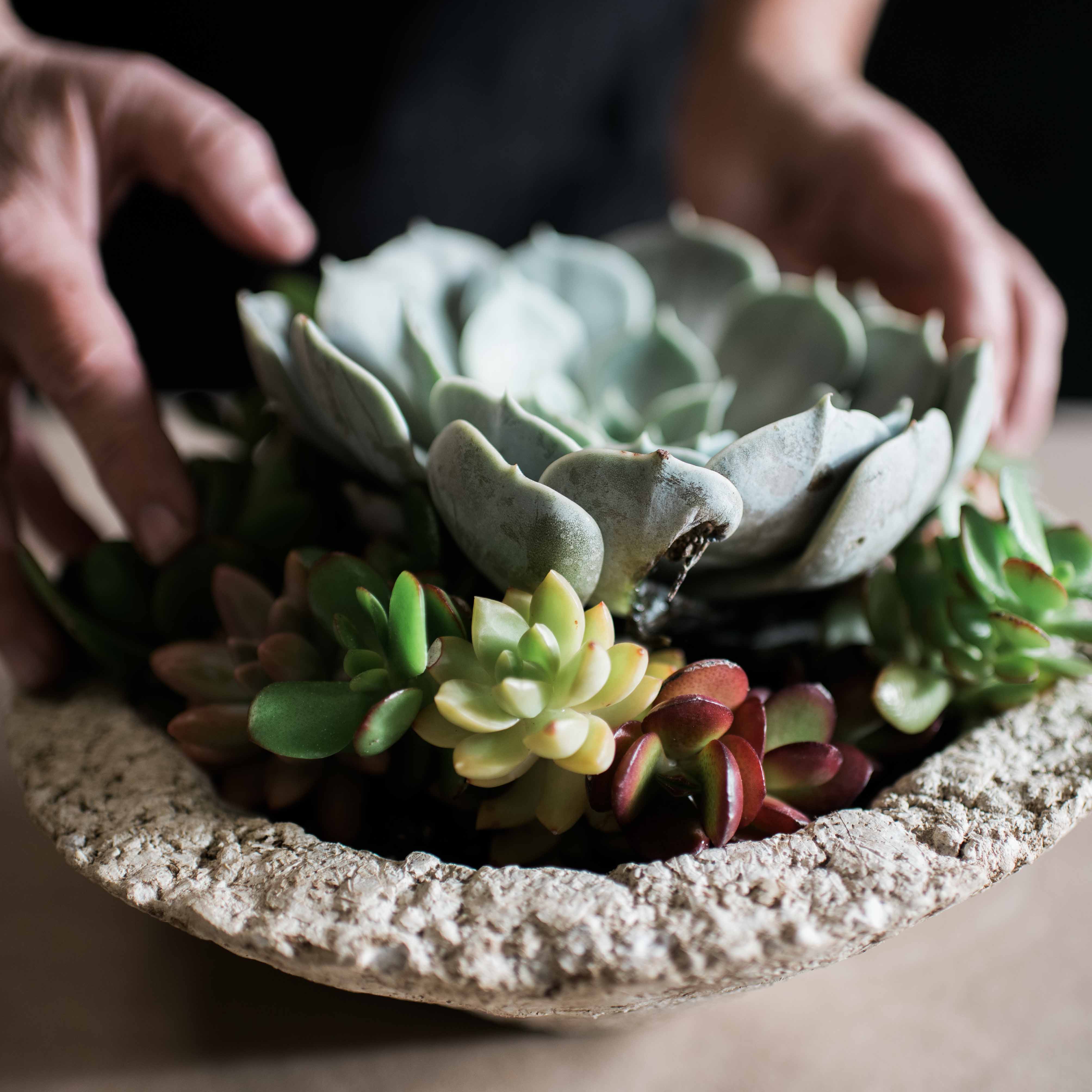 diy succulent planter kit Mini Cactus & Succulent Cone Shaped Planter