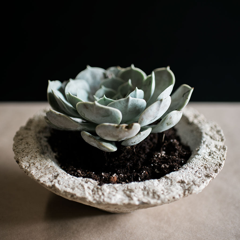 cone shaped succulent Mini Cactus & Succulent Cone Shaped Planter