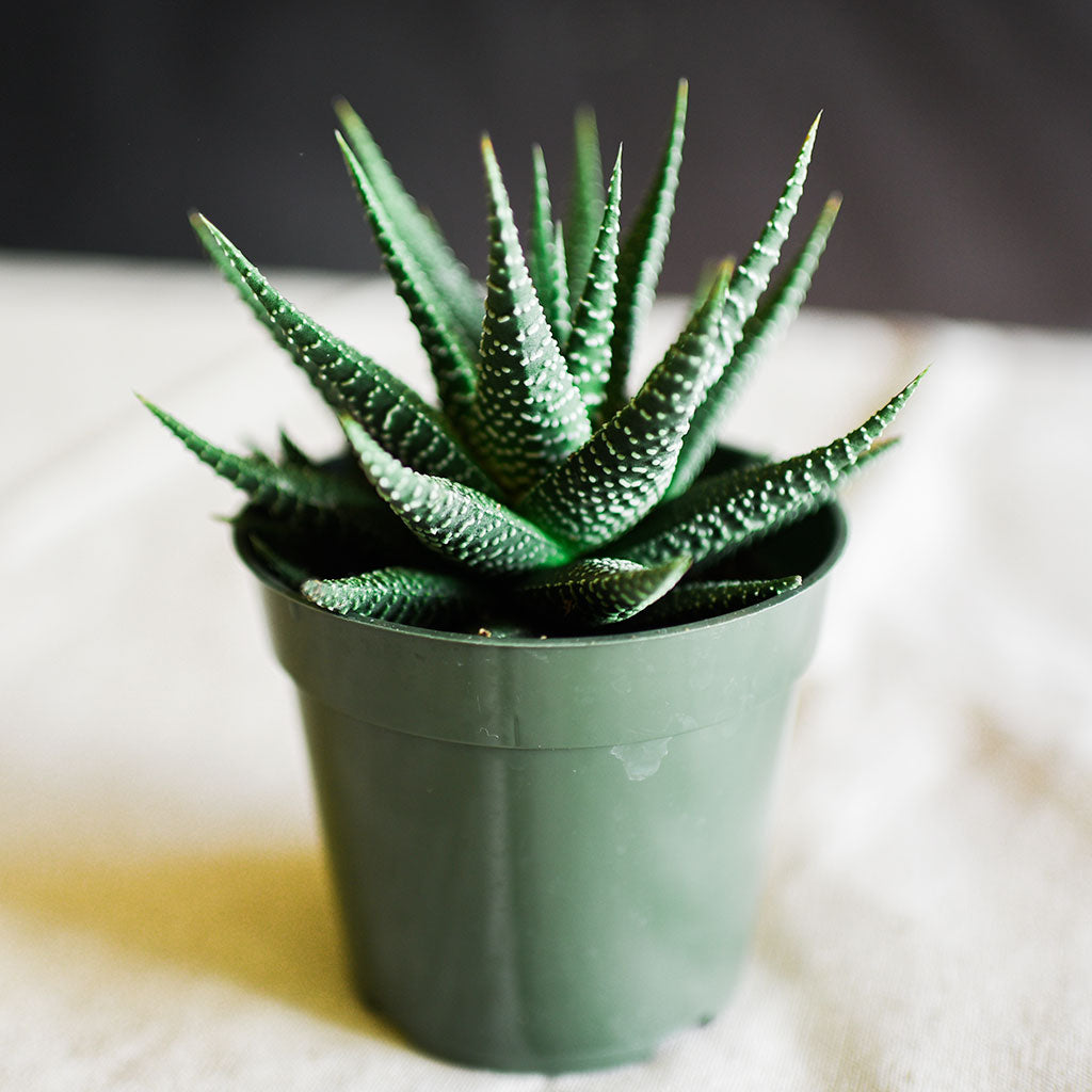  A 4" Zebra Haworthia is a drought tolerant house plant,  just what you need if you're a forgetful waterer or avid traveler. With cactus like green pointy fingers and white polka dots these succulents are ideal to spice up any shady space indoors or out. Always allow for the soil to dry out completely.  Give the best gift, a living green gift!
