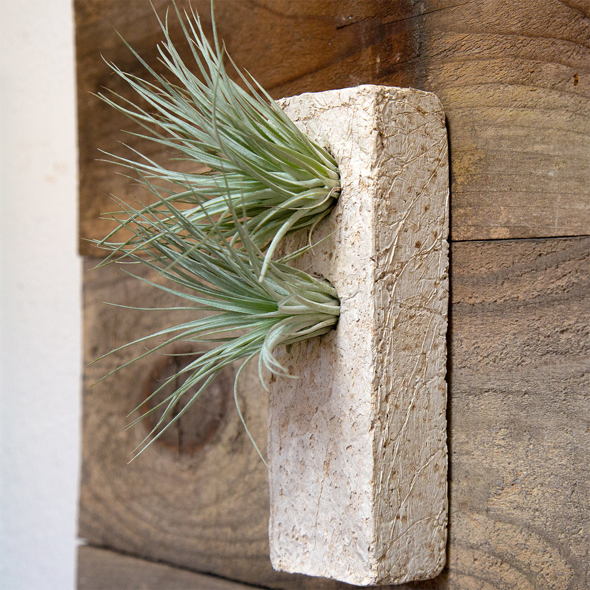 Our Air Plant Flutes are a beautiful modern way to display all varieties of Tillandsias. Their shape makes care for Tillandsias a breeze and keeps the plants happy. Perfect for creating a vertical garden, they can be hung or sit on any surface. This modern organic oblong shape fits in the palm of both hands and is a pale grey color with the feel and texture of stone but is lightweight. Two small airplants are Included.