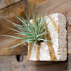 Open image in slideshow, Air Plant Sconces are a beautiful modern way to display all varieties of Tillandsias. This square has a hand painted gold leaf starburst design on a white ground, it fits in the palm of your hand and has the feel and texture of stone but is lightweight. Air plant is Included.
