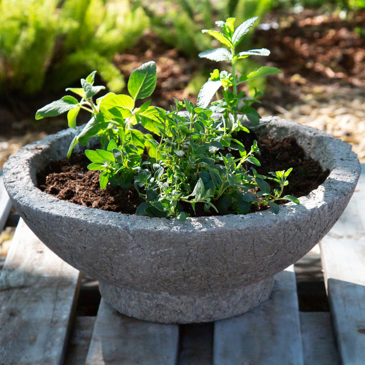 herb planter pots Organic Mixed Herb Garden Planter