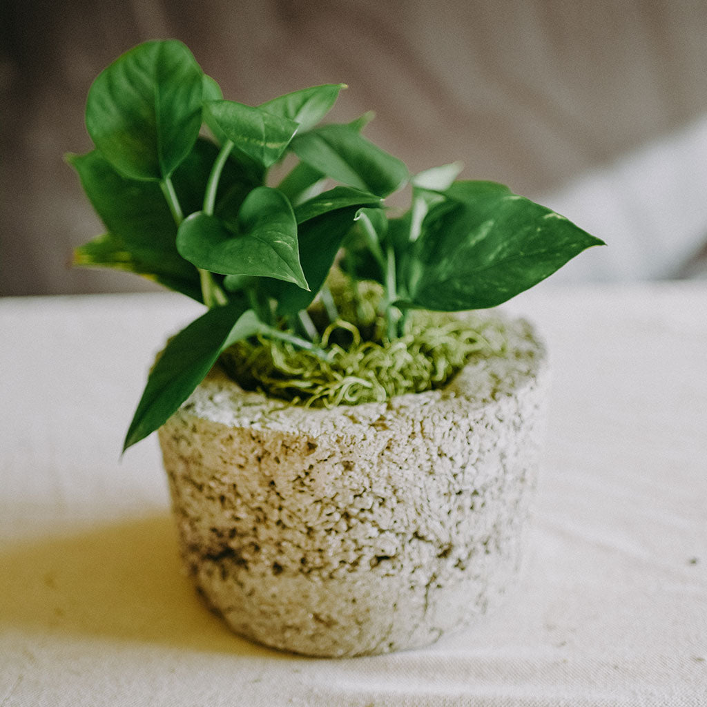 soil pothos Golden Pothos Drought Tolerant House Plant – ShopUrbanFarmgirlsCo