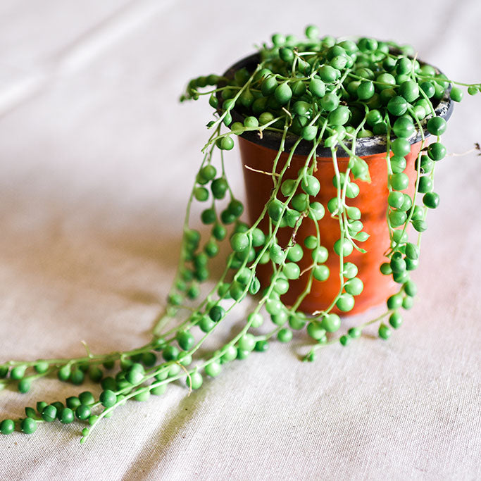A quirky and shade-loving succulent that will happily glam up any living room or interior. This string of pearls is drought tolerant, likes Indoors- bright indirect light or outdoors- full shade. A vibrant green stand of pearls will grow across the table or cascade over a ledge bringing joy to the spaces in between.