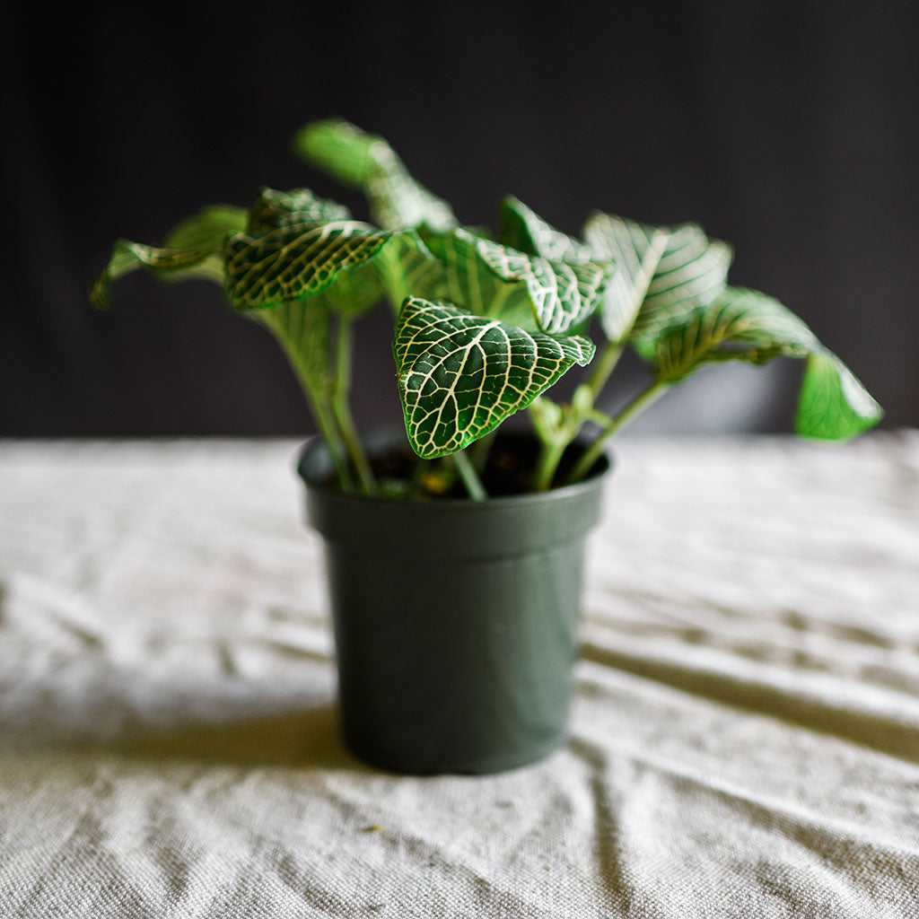 The Nerve House Plant (Fittonia) - Delicate looking and leafy but is a hardy plant that likes moist soil and low- Indirect Sunlight. This plant will survive off of fluorescent lights! Temp: 65-85. Keep soil moist, but not soggy! Make sure it's well draining with good circulation. Pozzola planter not included. Give the best gift, a living green gift!