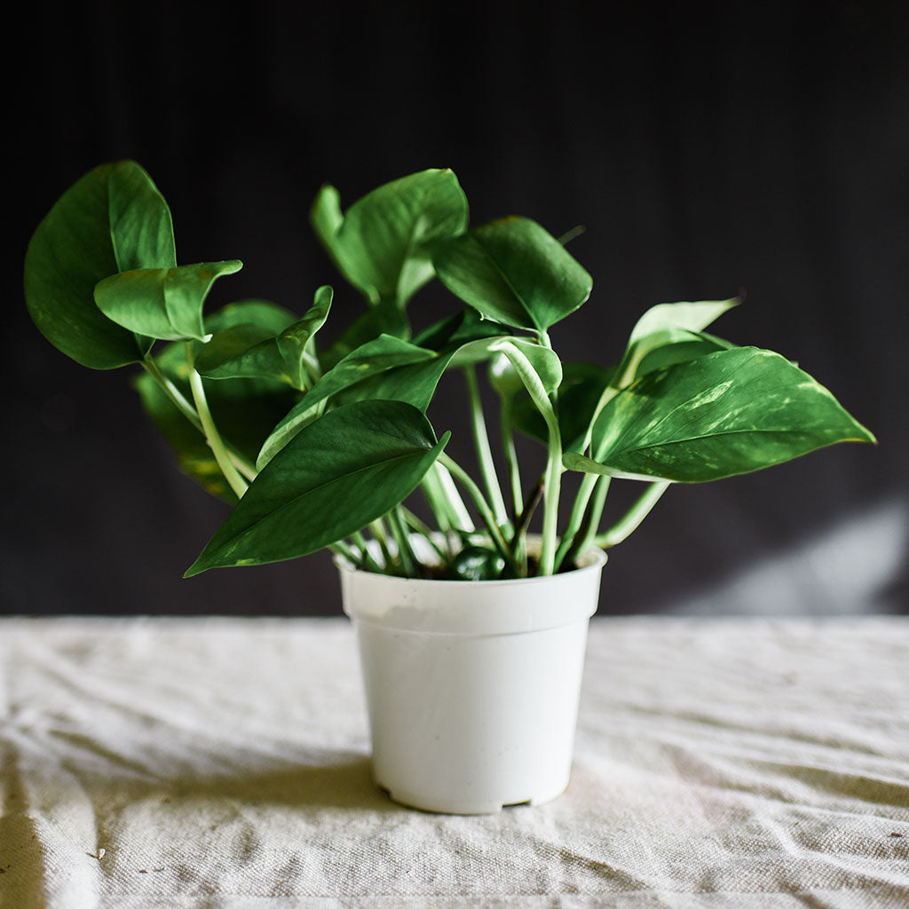 house plants golden pothos Golden Pothos Drought Tolerant House Plant – ShopUrbanFarmgirlsCo
