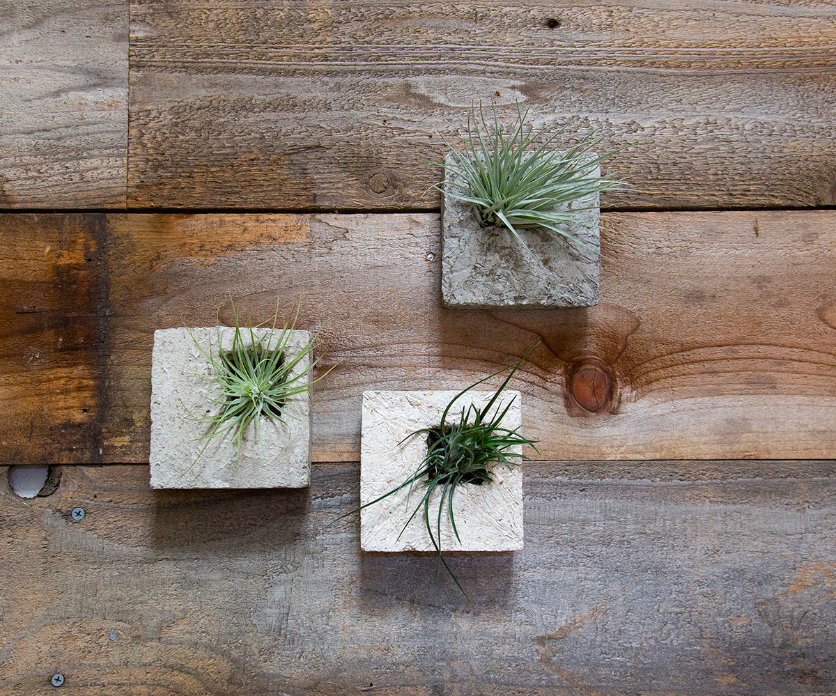 Air Plant Sconces are a beautiful modern way to display all varieties of Tillandsias. This triptych of squares range in color from slate grey to a pale bone. Each square fits in the palm of your hand and has the feel and texture of stone but is ultra lightweight. Perfect for creating a vertical garden, hang them or place on any surface. Air plant Included. Send living arrangements instead of cut flowers.