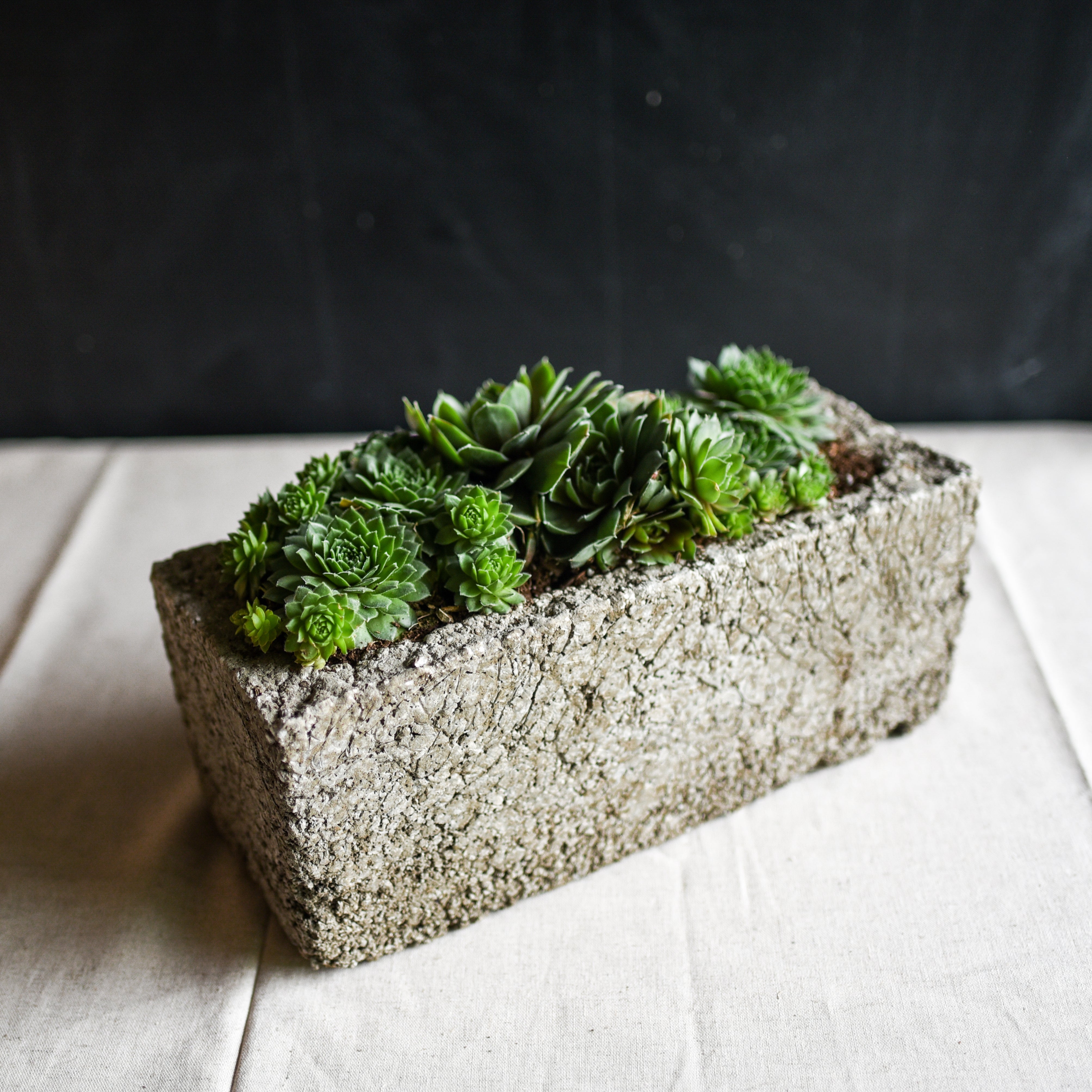 succulent starter kit DIY Succulent Starter Kit: Plants + Soil – ShopUrbanFarmgirlsCo