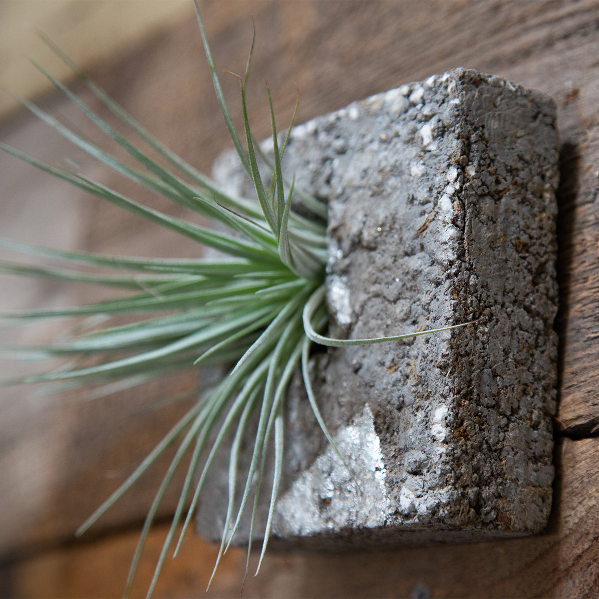 Air Plant Sconces are a beautiful modern way to display all varieties of air plants indoors or out. This square has a hand painted silver leaf design on a slate grey ground. One piece fits in the palm of your hand and has the feel and texture of stone but is ultra light weight. Hang solo or in modular groupings, lay flat on a table, or stand on its side. Air plant is Included.