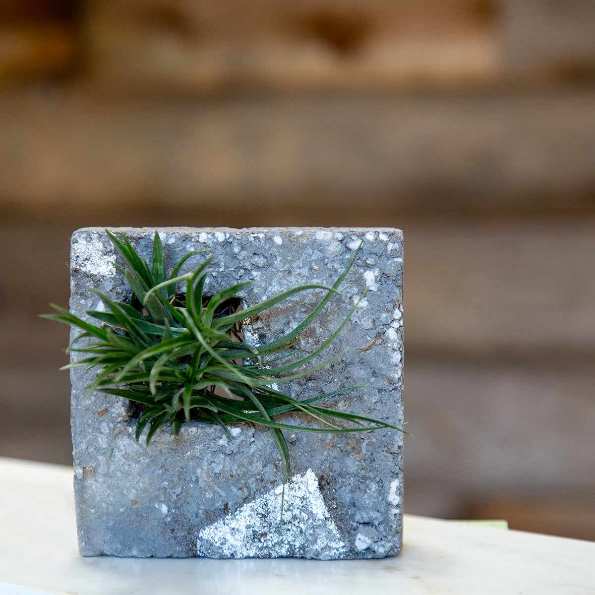 air plant sconce Lightweight Air Plant Sconce