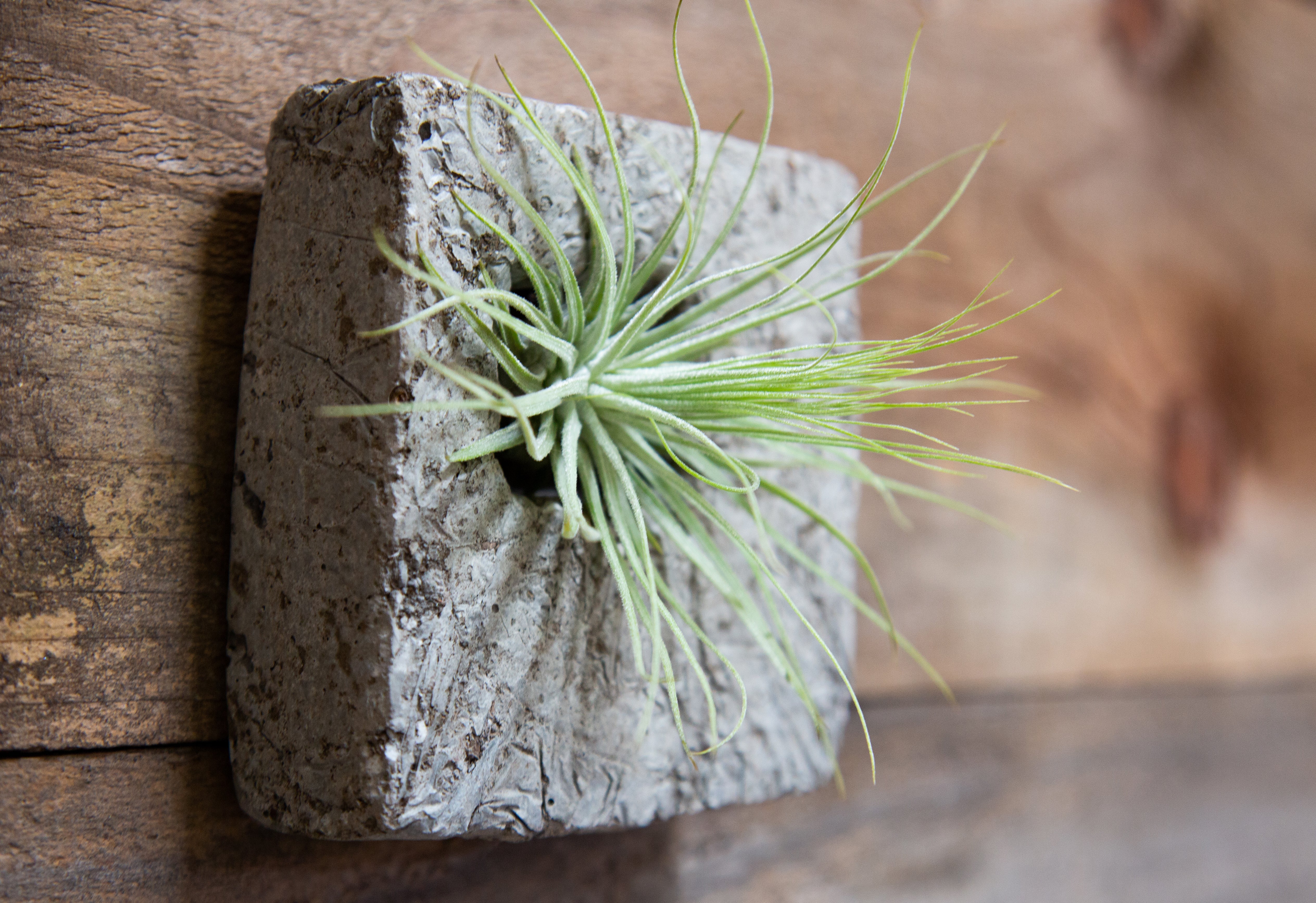 air plant wall sconce Lightweight Air Plant Sconce