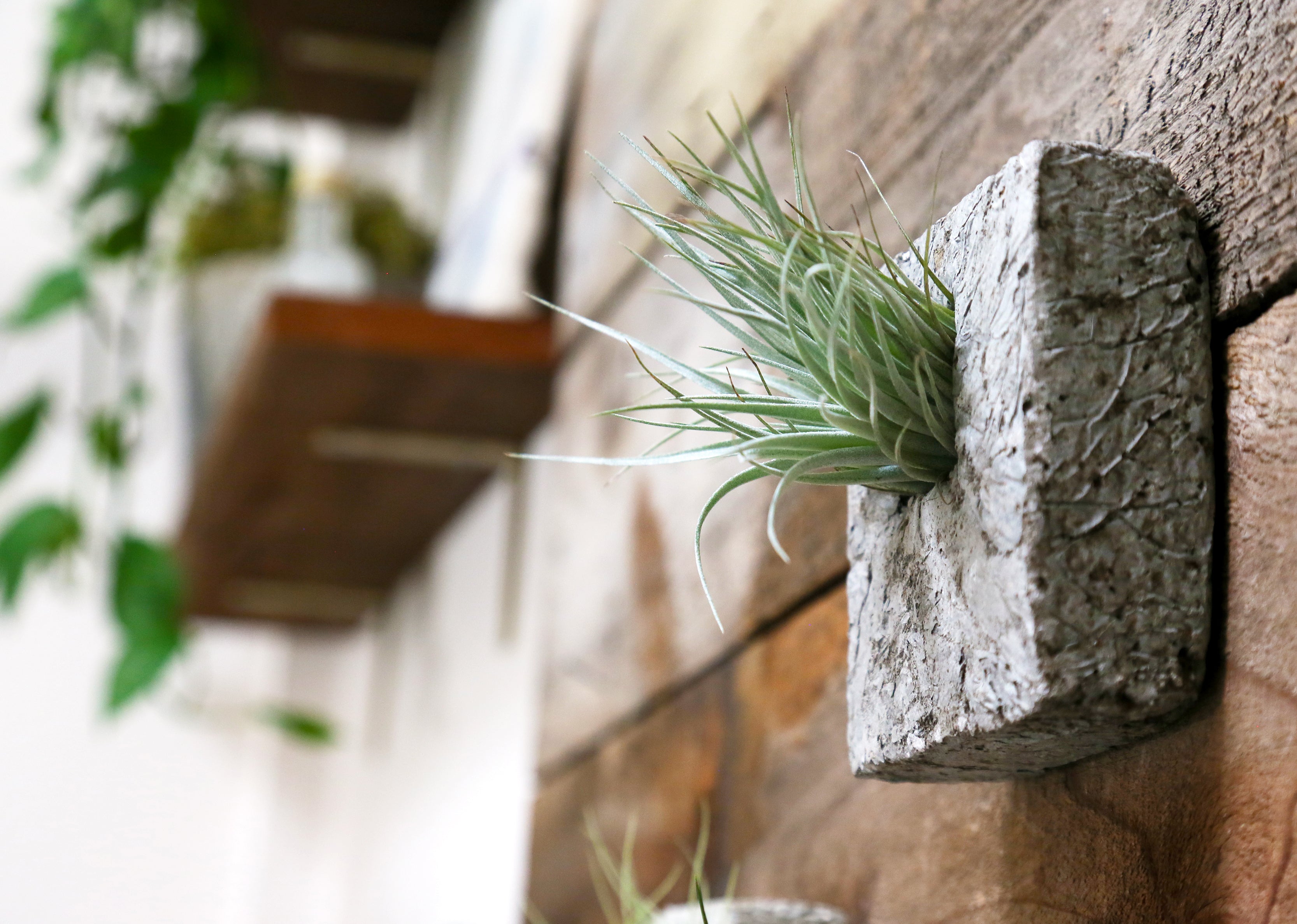 Air Plant Sconces are a beautiful modern way to display all varieties of Tillandsias. This triptych of squares range in color from slate grey to a pale bone. Each square fits in the palm of your hand and has the feel and texture of stone but is ultra lightweight. Perfect for creating a vertical dry garden, hang them or place on any surface. Air plant Included. Send living arrangements instead of cut flowers.