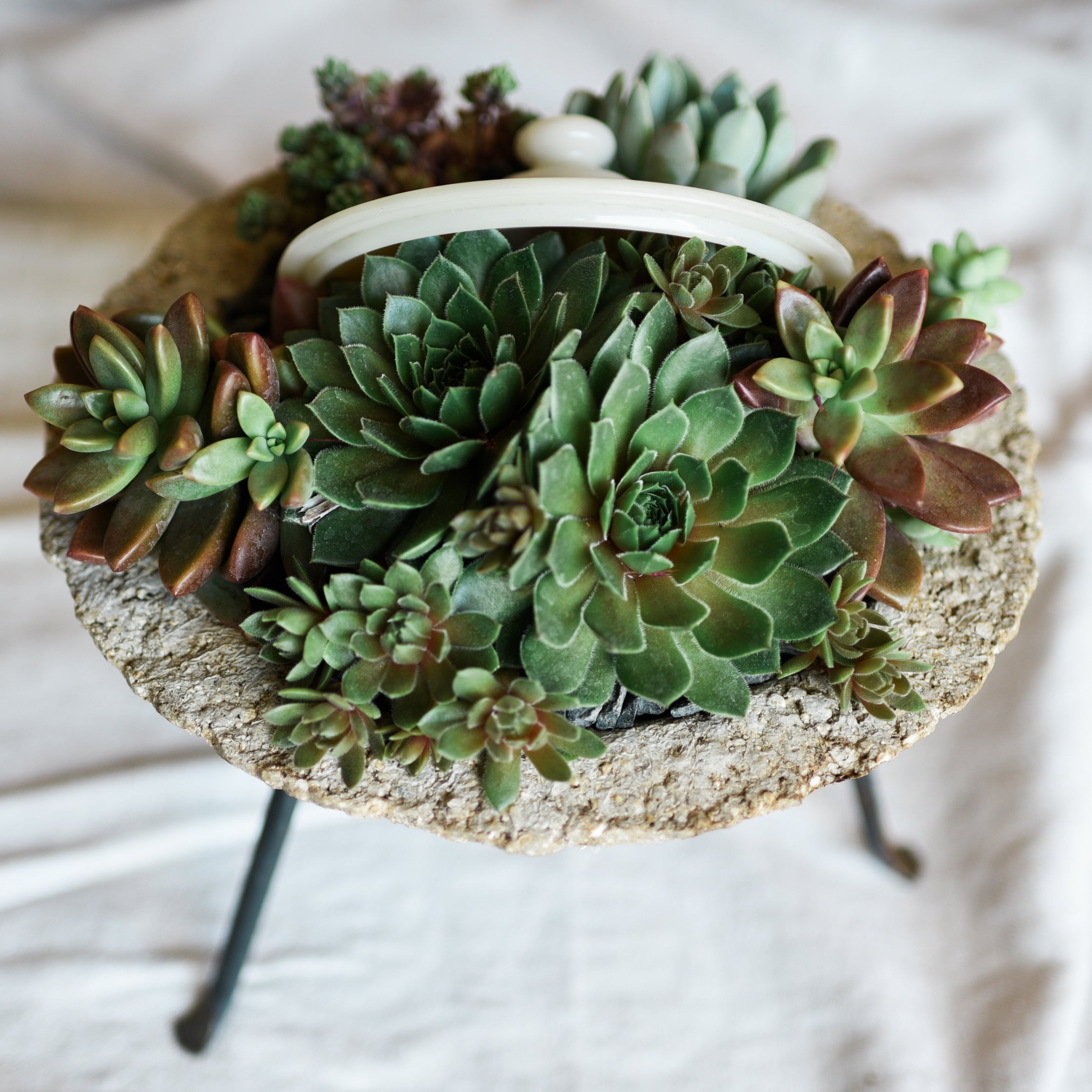 Made from our handmade lightweight Pozzola pottery. This bespoke living tablescape is a modern organic shape, a round cone that sits in a metal stand, it makes a beautiful center piece on any table, it’s a pale grey color with the feel and texture of stone. Each unique piece uses locally sourced drought tolerant succulents. This modern planter makes it easy to create a sustainable garden inside and out, it’s plant care made easy, drought tolerant living arrangements that last for years.