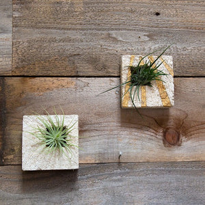 Air Plant Sconces are a beautiful modern way to display all varieties of Tillandsias. This square has a hand painted gold leaf starburst design on a white ground, it fits in the palm of your hand and has the feel and texture of stone but is lightweight. Air plant is Included.