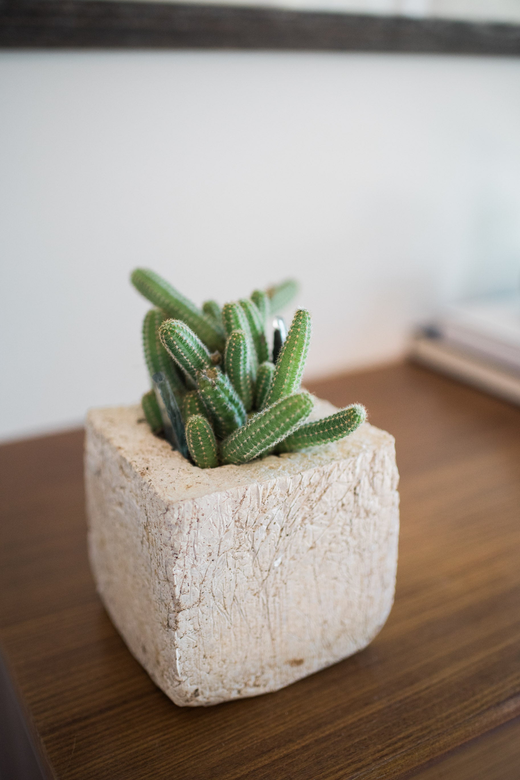 Made from our handmade Pozzola pottery. This modern bespoke living tablescape comes in a bone color and is planted with a seasonal variety of echeveria succulents. One organically shaped square, fits in the palm of both hands and has the feel and texture of washed stone but is ultra light weight. It brings style to any room and surface, inside or out.