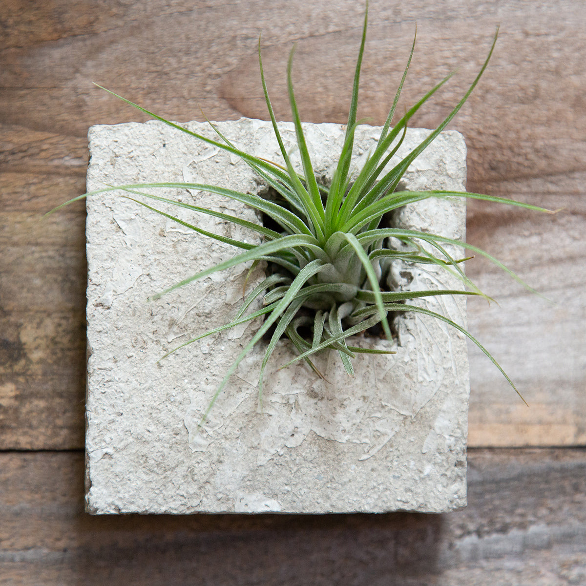 air plant sconce Lightweight Air plant Sconce