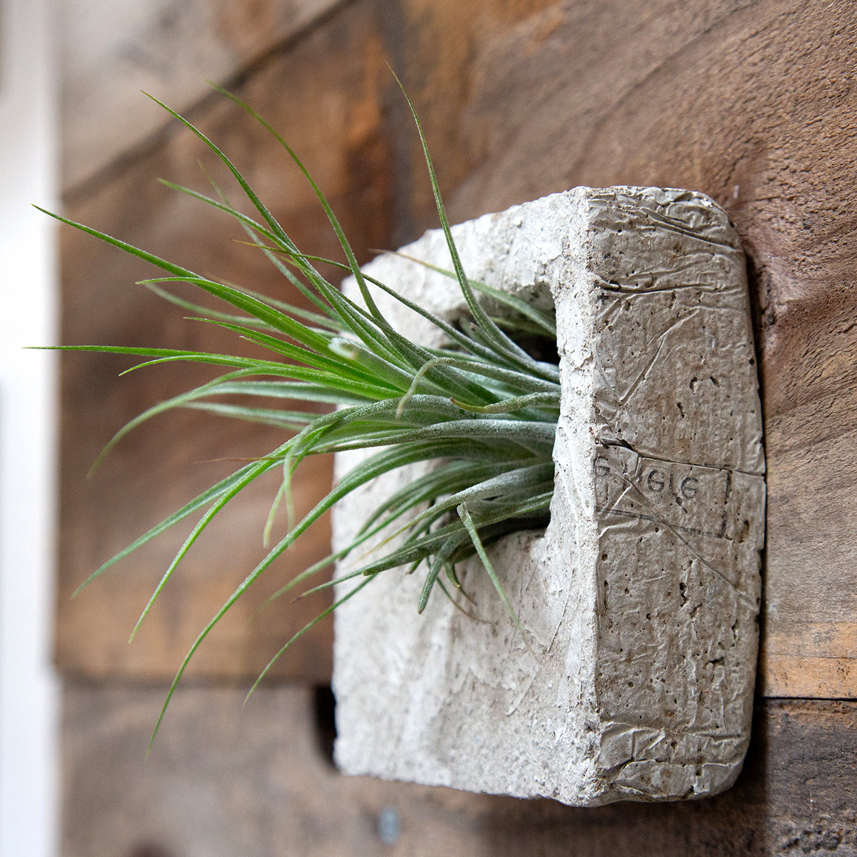 air plant sconce Lightweight Air Plant Sconce