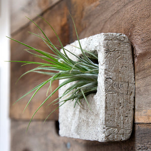 Air Plant Sconces are a beautiful modern way to display all varieties of air plants indoors or out. This square is a classic bone color. One piece fits in the palm of your hand and has the feel and texture of stone but is ultra light weight. Hang solo or in modular groupings, lay flat on a table, or stand on its side. Air plant Included.