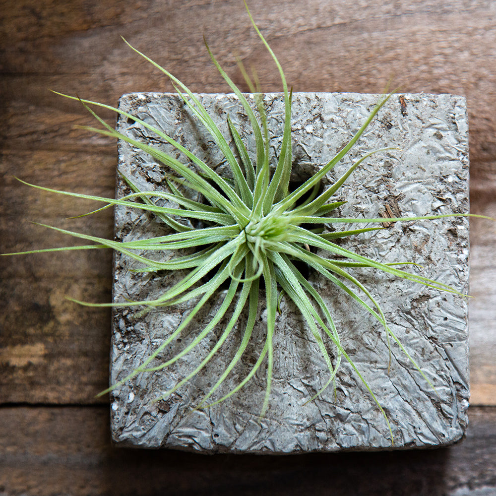 Air Plant Sconces are a beautiful modern way to display all varieties of Tillandsias. This triptych of squares range in color from slate grey to a pale bone. Each square fits in the palm of your hand and has the feel and texture of stone but is ultra lightweight. Perfect for creating a vertical dry garden, hang them or place on any surface. Air plant Included. Send living arrangements instead of cut flowers.