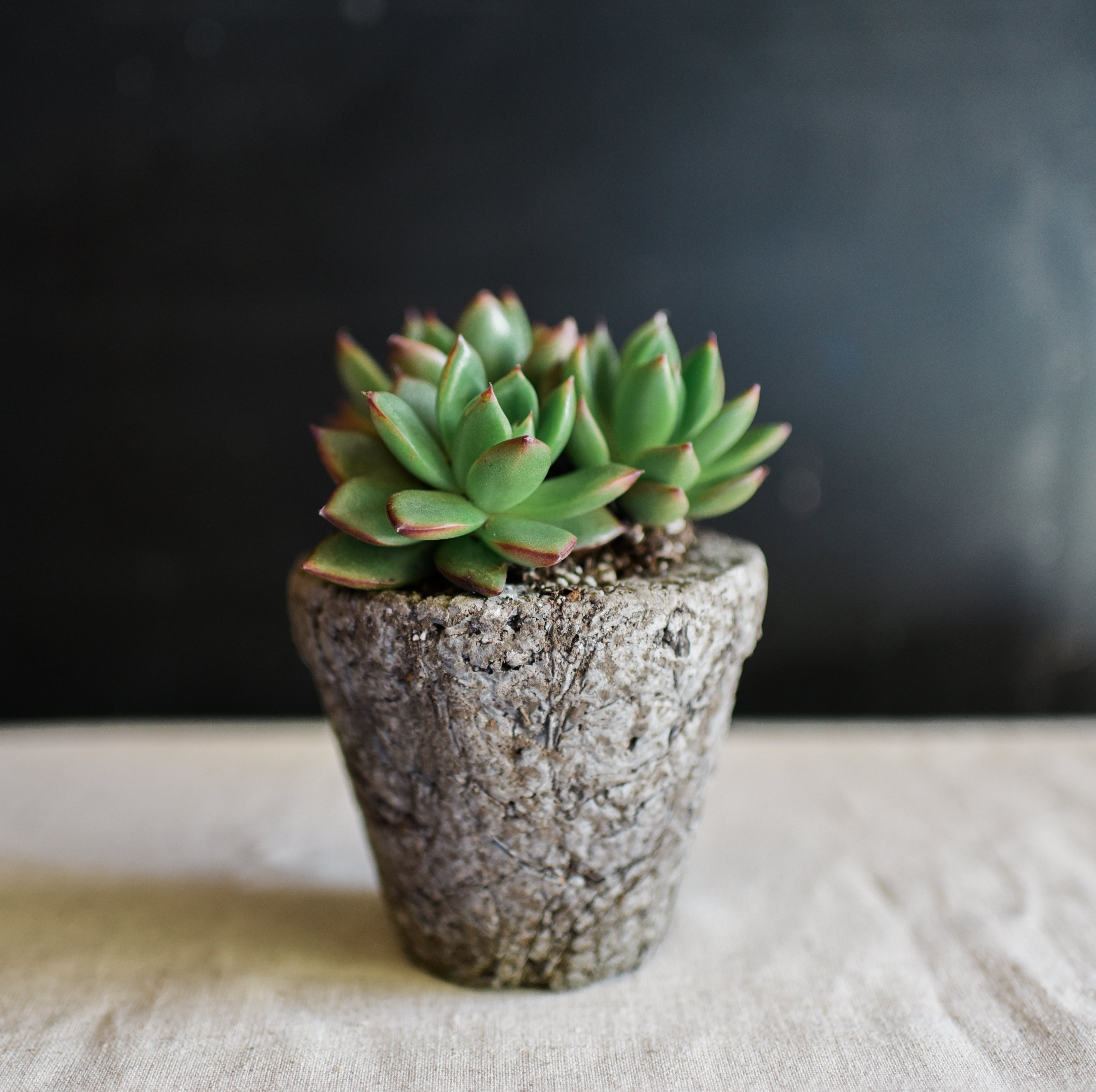 earth pots for plants Lightweight Planted Starter Pots Made From Earth Friendly Pozzola – ShopUrbanFarmgirlsCo