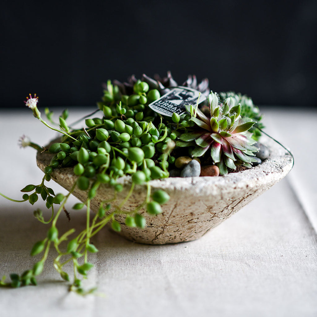 Mini Cactus and Succulent Cone Shaped Planter- DIY Kit. A DIY kit for plant lovers of all levels. Somewhere between a bouquet and a house plant, this beautiful modern cactus cone planter is handmade from our Pozzola pottery. The planter comes in a pale bone color, has the look and texture of washed stone, but is ultra lightweight and durable. The kit comes with the planter, cactus, succulents, soil and instructions. It’s sure to brighten any table, indoors or out. Handmade in San Francisco.