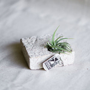 Air Plant Sconces are a beautiful modern way to display all varieties of air plants indoors or out. This square is a classic bone color. One piece fits in the palm of your hand and has the feel and texture of stone but is ultra light weight. Hang solo or in modular groupings, lay flat on a table, or stand on its side. Air plant Included.
