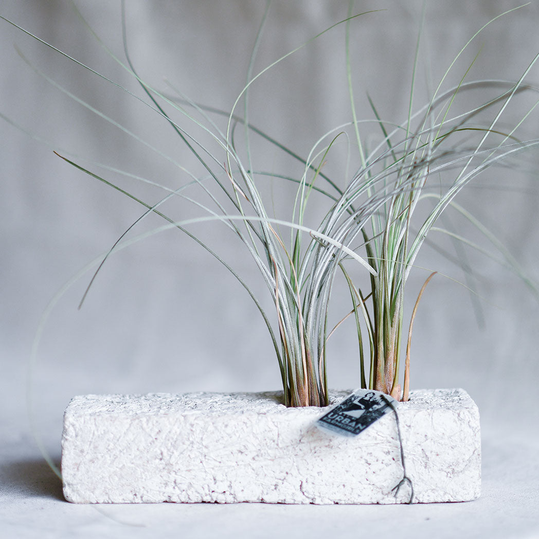 air plant light Light Weight Air Plant Flute